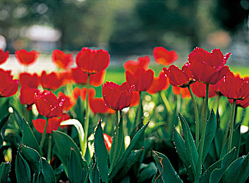 1级黄片：网络分级新视角，揭秘“健康级”内容魅力-1