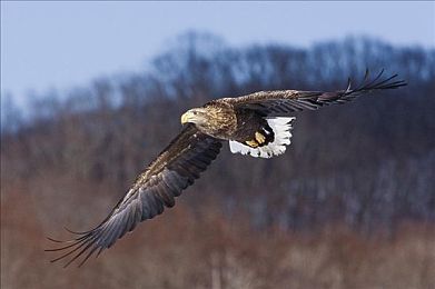 武则天的一毛a1：传奇女皇携手科技新品，智能生活新篇章！