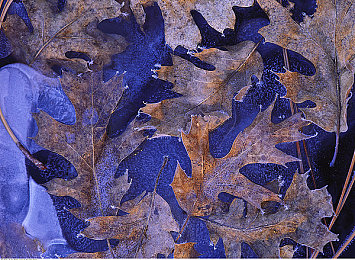 已满十八周岁从此转入：《战神Online》新版本：成年玩家盛宴启幕-1