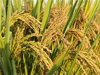 女留学生被黑人玩到翻白眼:留学生遭遇不尊重,校园安全引关注-1