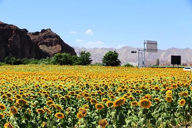51吃瓜群众防走丢：“神秘软件走红，安全防走丢新选择”-1