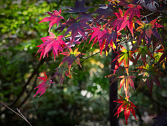 妺妺穿白丝忍不住c了:美腿丝袜引发关注,网红妺妺惊艳亮相-1
