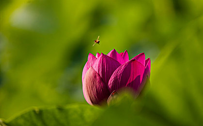 星空小甜豆三部曲资源：《星空小甜豆》升级来袭，新内容等你探索-1