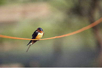 大菠萝福建官网海纳百川：福建“大菠萝”官网亮相，游戏新纪元！-2