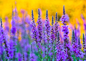 唐三抽曲比比东不亦乐乎NBA：篮球新星唐三闪耀NBA，赛场传奇再续