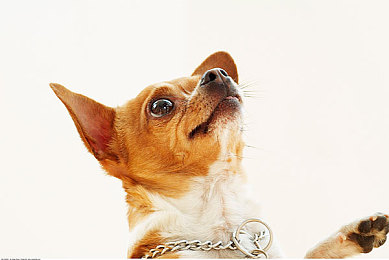 业余的自由性性别：游戏新纪元：突破性别界限，冒险无限-2