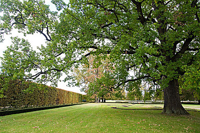 秋葵草莓黄瓜丝瓜绿巨人2022：蔬果新宠：绿色人参领衔，健康餐桌新选择