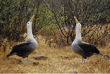 黄色视频免费无钱看：游戏免费狂欢，创新玩法引热议-3