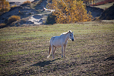吉林小伟thekinghong大陆：吉林青年弹奏梦想，短视频成就音乐传奇-2