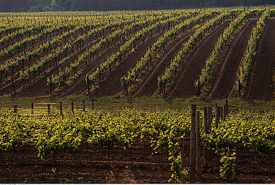 蜜芽796.coo永不失联：奇幻世界，永不失联，蜜芽796.coo独领风骚-3