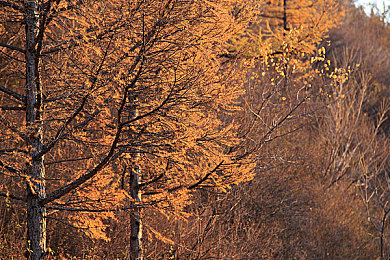 梦梦穿着旗袍去粉丝家：明星梦梦旗袍探粉丝，温情互动暖人心-2