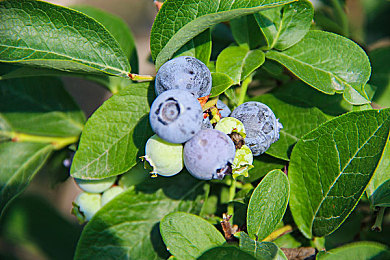 火影忍者18禁：《火影忍者》18禁内容引热议，经典之作如何平衡？