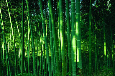 √a天堂：科技新宠亮相，引领智能生活潮流-2