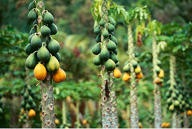 葫芦里面不卖药千片万片你需要huluwa：宝藏库揭秘：葫芦应用助你筛选优质内容-1