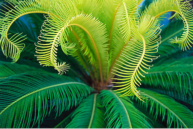 亚洲女毛多水多:亚洲魅力揭秘:肌肤弹润的秘密-1