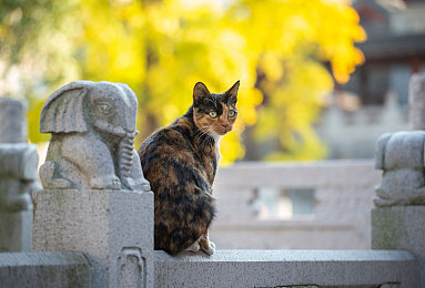 张柏芝高潮：明星张柏芝：事业家庭双丰收，幸福生活引关注-2