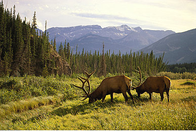 中国女明星囗交:明星囗交技巧引发争议,娱乐圈现状引人深思-2