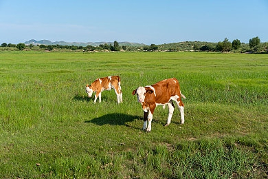 《麦乐迪·马克斯：女超人》：女超人游戏引热潮，独特玩法惊艳玩家-2