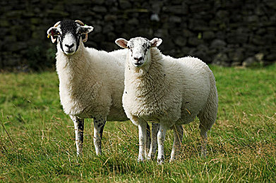 蝌蚪窝一个释放蝌蚪的网站：神奇网站：释放蝌蚪，环保新体验-2