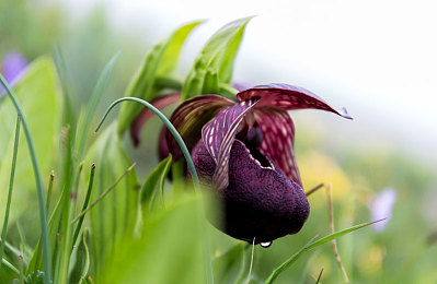 男GayGays 亚洲体育生：亚洲体育新风景，同性恋运动员崛起-1