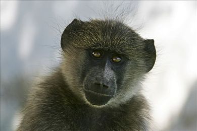 女生小坤坤：电竞女神崛起，小坤坤成粉丝新宠-2