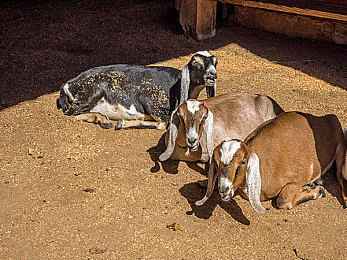 啊∽你tm别 了我的小兔兔：兔主深情告白，小兔兔萌翻网友