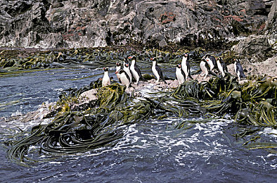 色情应用：网络清朗，共拒色情陷阱-2