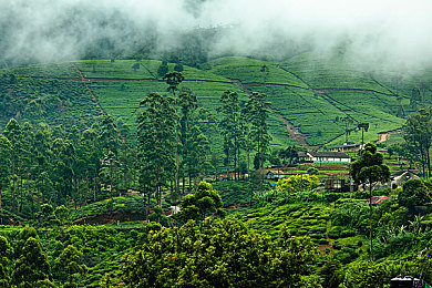 丰满女人和藏獒伦配：藏獒深情陪伴，动物与人类情感新篇章-3