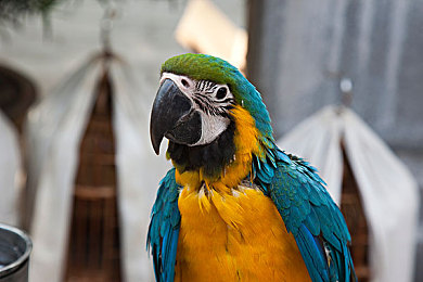 uyghur was was kino：神秘乌伊古尔世界，探寻宝藏之旅