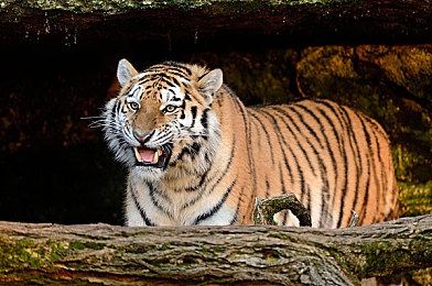 将界第2第3丁思聪灌醉了酒：游戏巨头丁思聪现场畅谈，揭秘行业未来！-1