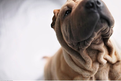 ▇榴莲视频▇在线观看：榴莲全攻略，视频大揭秘-1