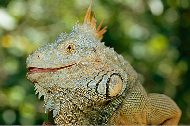 女超人麦乐迪：女超人麦乐迪：勇敢追梦，传递正能量