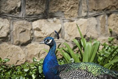 一个吃奶一个添下边：温馨哺乳画面：一家三口传递爱意-2