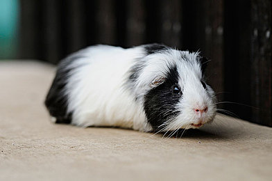 juliaann办公室与黑人:科技企业打造包容职场,黑人员工感受家温暖-1