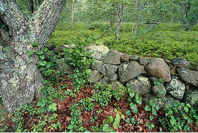 51风流：社交新宠崛起，51风流引领潮流-2