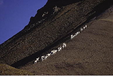 火影18+黄化板:经典动漫新季来袭,游戏新宠引关注-2