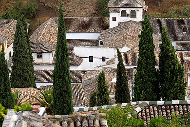 秋葵草莓黄瓜丝瓜绿巨人2022：蔬果新宠：绿色人参领衔，健康餐桌新选择-3