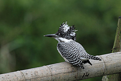 好.色.先.生APP：“新APP崛起：综合平台引领潮流”