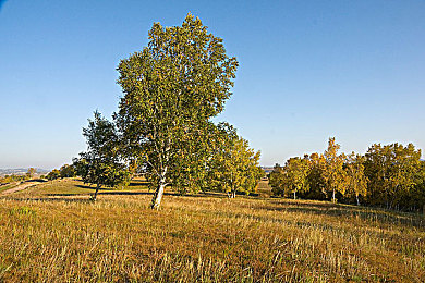 机机对机机2023手机免费下载版：未来星际，机器人争霸！