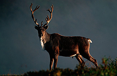 体育生露大jiji撒尿：体育新星公园撒尿，道德教育待加强-2