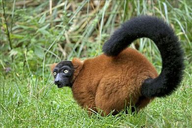 伦伦稀缺另类网爆黑料：明星隐私风暴，真相背后藏玄机-4