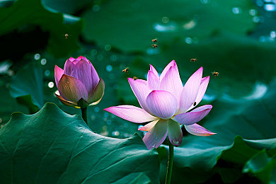 丝瓜,芭乐,猫咪,草莓,小猪：田园生活新体验，萌宠相伴乐趣多-1