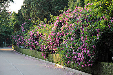 黑料网怎么不能看了：揭秘黑料网关闭：真相令人深思-2