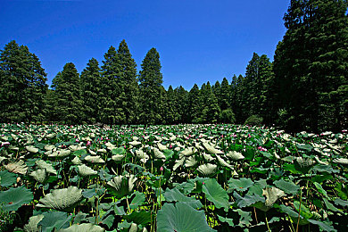葫芦娃视频污：葫芦娃改编引争议，经典游戏魅力不减-3
