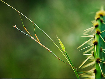 美女被 到爽 流触手游戏：奇幻探险触手游戏，爽点满满！-2