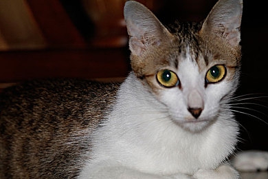 女超人麦乐迪满天星版本：女超人满天星：传奇英雄，浪漫星空