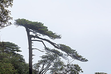 推特中国版r8：社交新贵：R8功能揭秘，本土化特色引关注-1