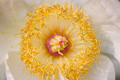 杨玉环的三港版1988:古美人传奇,梦幻手游来袭-3