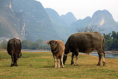娘在狗子背上用手写字说长大了：母爱书写成长，狗狗见证陪伴力量-2