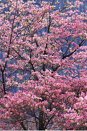 老人玩小处雌女hd另类侏儒：公园奇观：老人新潮娱乐引关注-4